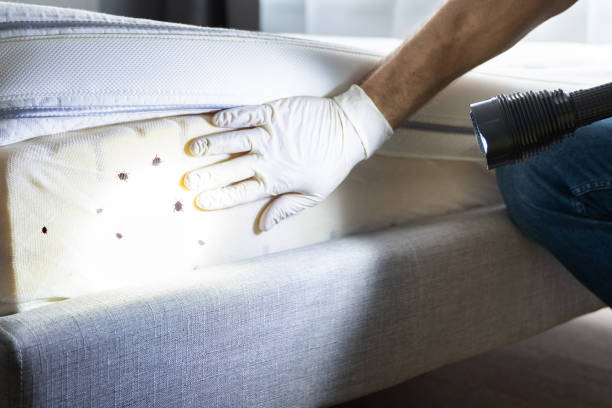 Best Local Pest Control Services  in Hurstbourne Acres, KY